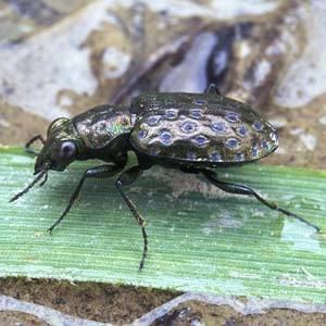 Elaphrus Elaphrus uliginosus Ground Beetles of Ireland
