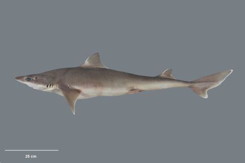 Elasmobranchii Topic Sharks amp rays Subclass Elasmobranchii Collections Online