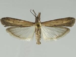 Elasmopalpus Moth Photographers Group Elasmopalpus lignosellus 5896