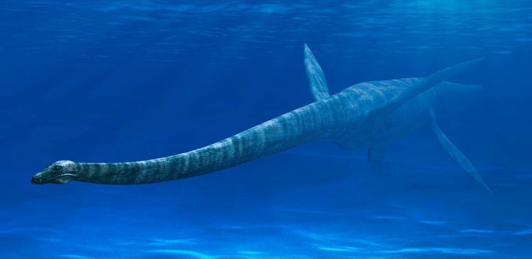 Elasmosaurus Elasmosaurus Elasmosaurus Facts DK Find Out