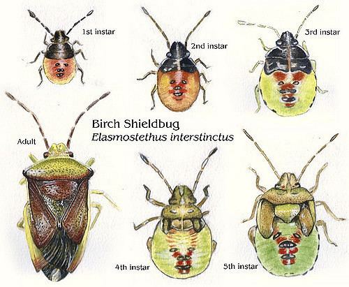 Elasmostethus interstinctus Acanthosomatidae Elasmostethus interstinctus Birch Shi Flickr