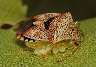 Elasmucha Acanthosomatidae Elasmucha grisea Parent Bug