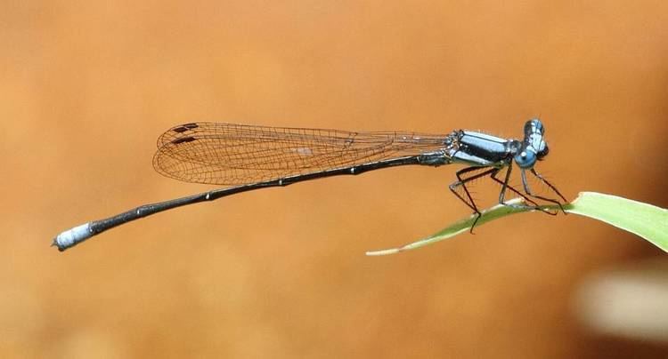 Elattoneura glauca