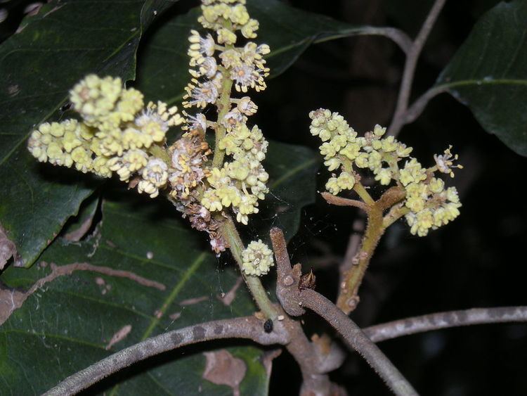 Elattostachys microcarpa