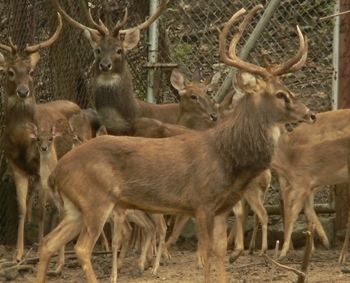 Eld's deer Elds Deer Eld39s Deer Hunts and Lodging Kerrville Texas