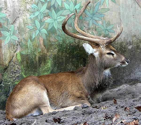 Eld's deer Eld39s deer endangered persisting in fragmented populations and