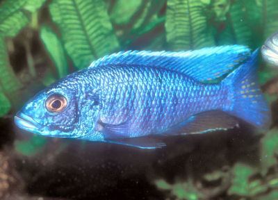Electric blue hap Electric Blue Hap Sciaenochromis fryeri Cichlid Fish Guide
