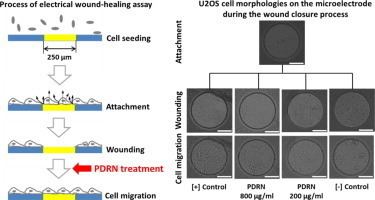 Electric cell-substrate impedance sensing Effects of polydeoxyribonucleotides PDRN on wound healing