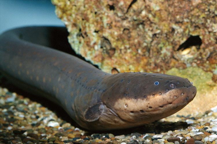 Electric eel Shocking Find Electric Eels Can Leap Out of Water to Attack