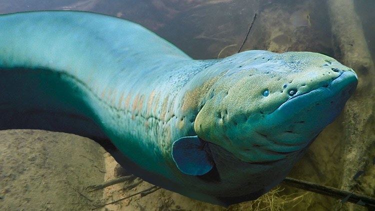 Electric eel BIG amp DEADLY ELECTRIC EELS Amazon River Monsters YouTube