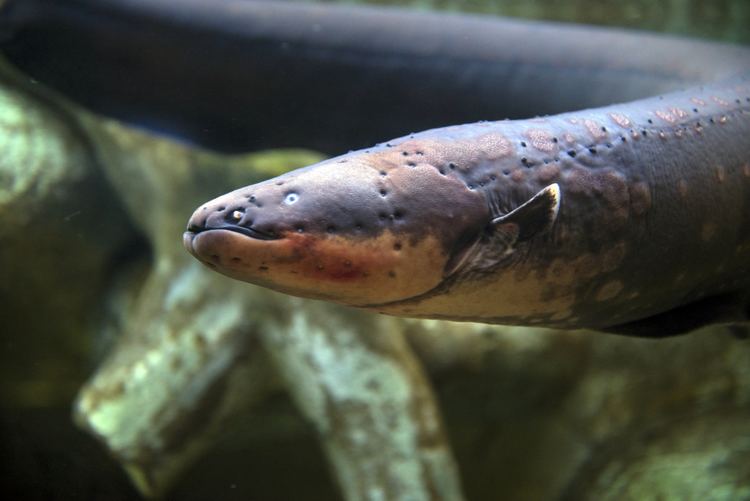 Electric eel Can electric eels kill you HowStuffWorks