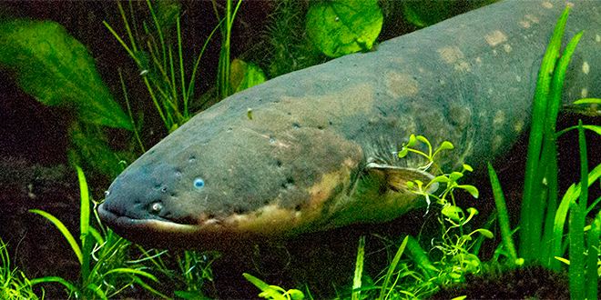 Electric fish How Evolution Gave Some Fish Their Electric Powers WIRED