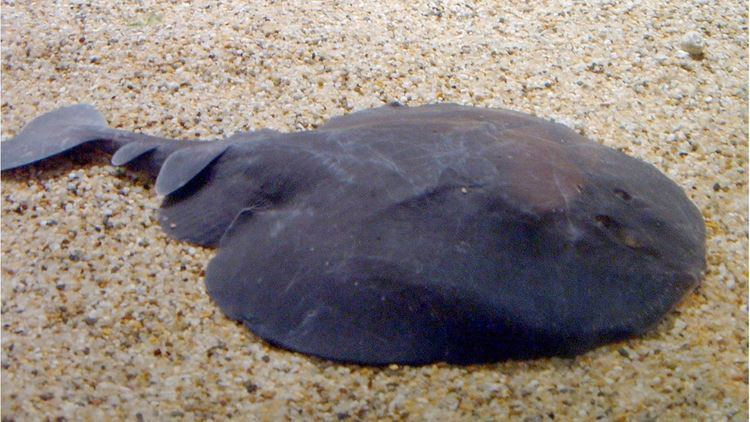 Electric ray Pacific electric ray Sandy Seafloor Fishes Tetronarce californica