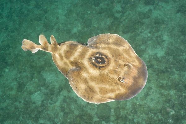 Electric ray BULLSEYE ELECTRIC RAY