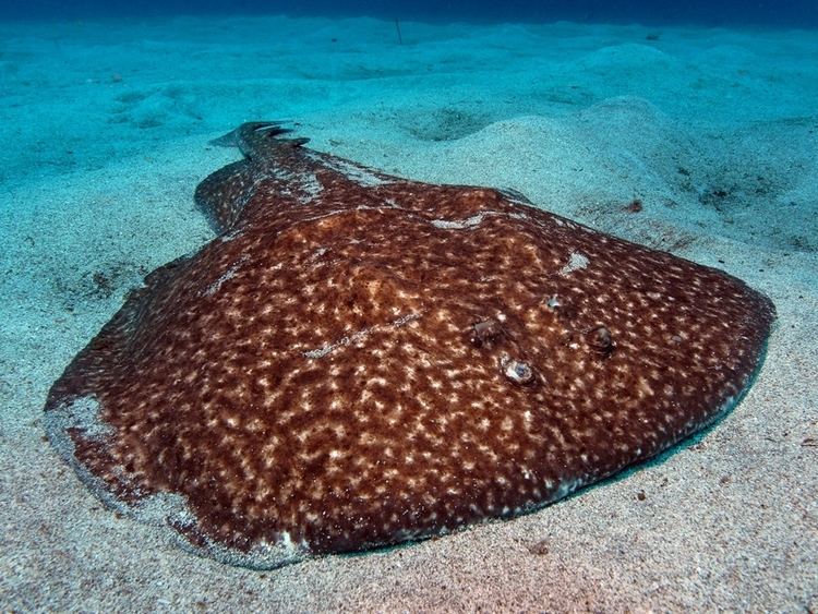 Electric ray Electric ray Wikipedia