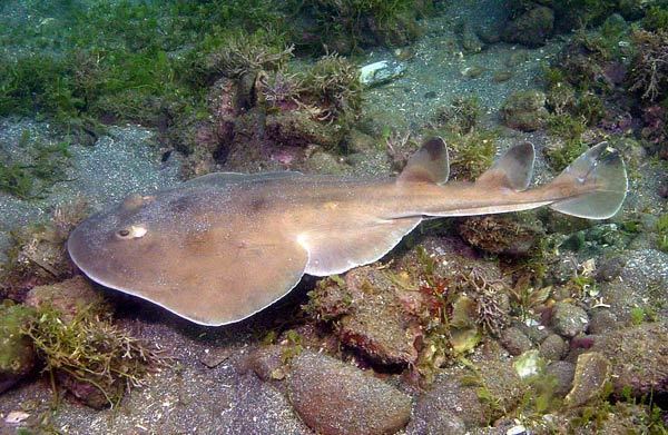 Electric ray CORTEZ ELECTRIC RAY