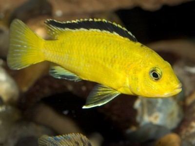 Electric yellow cichlid secondnatureaquariumscomauwpcontentuploadsla