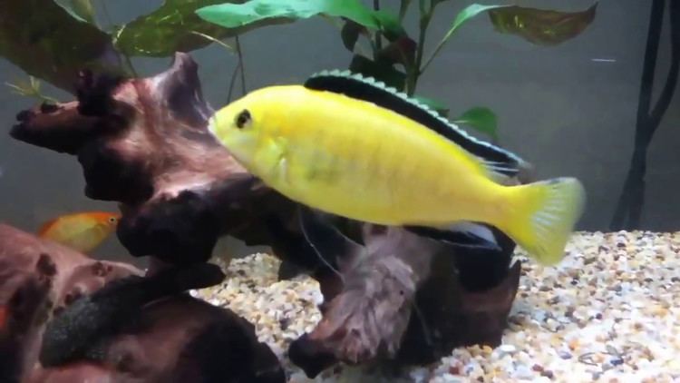 Electric yellow cichlid Electric yellow lab cichlids YouTube