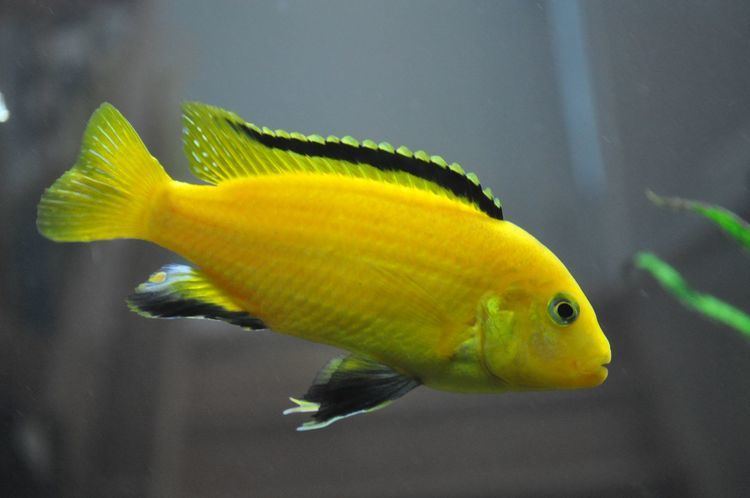 Electric yellow cichlid Labidochromis Caeruleus Electric Yellow Cichlid Aquarium Finatics