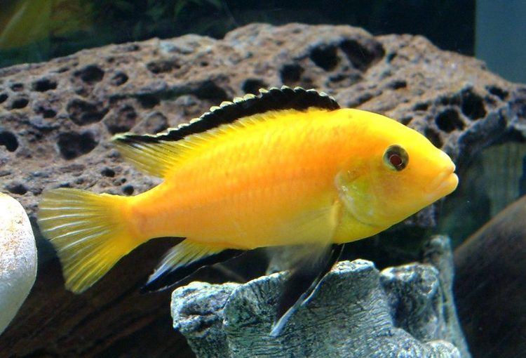 Electric yellow cichlid Electric Yellow Cichlid labidochromis caeruleus Photos