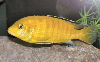 Electric yellow cichlid Electric Yellow Cichlid Labidochromis caeruleus Yellow Lab Fish Guide