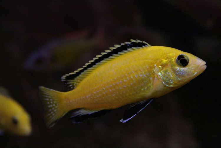 Electric yellow cichlid Electric yellow cichlid Wikipedia