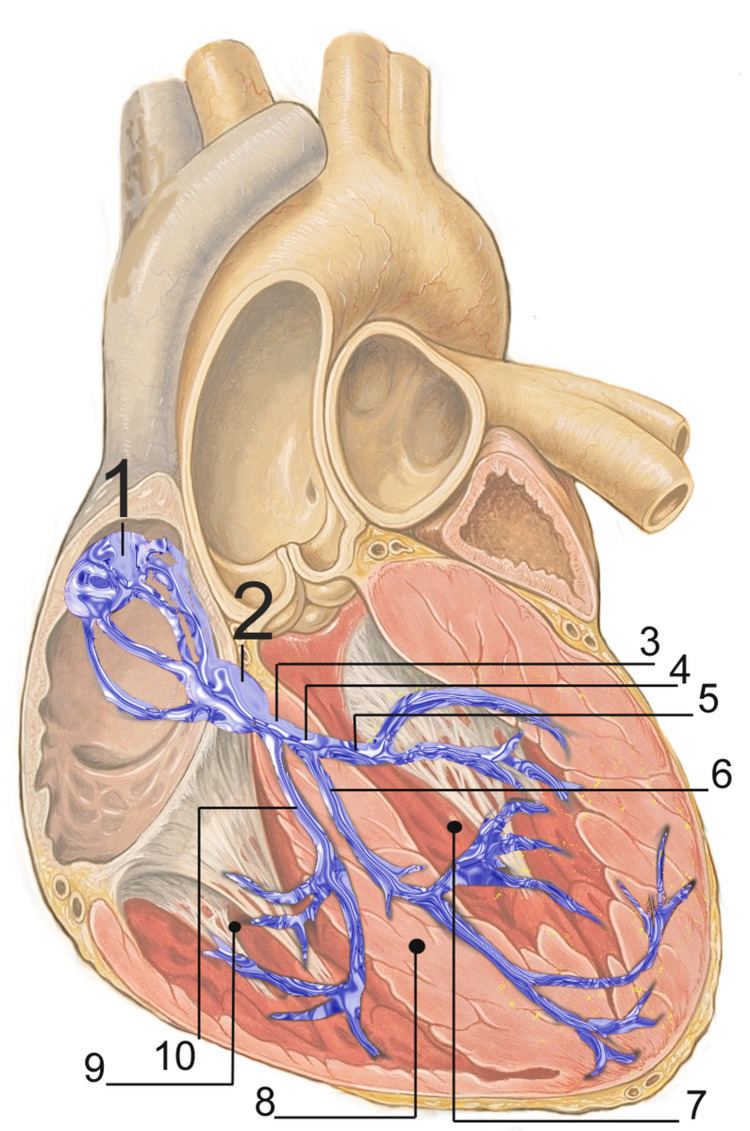 Electrical conduction system of the heart