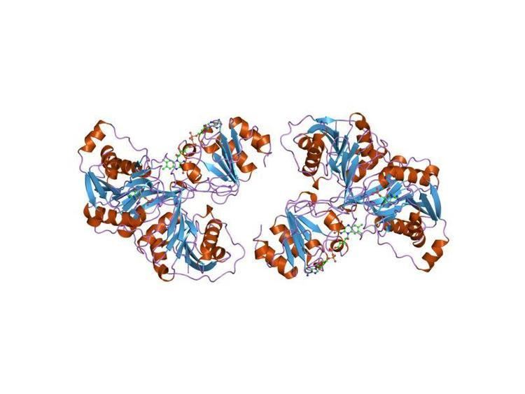 Electron-transferring flavoprotein