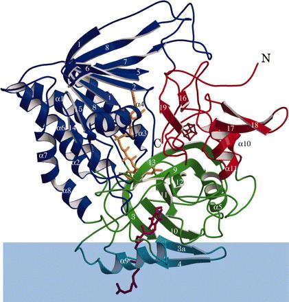 Electron-transferring-flavoprotein dehydrogenase