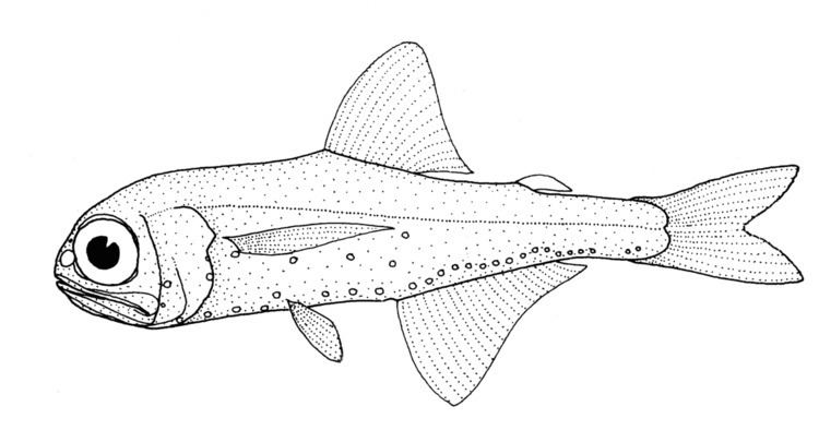 Electrona paucirastra