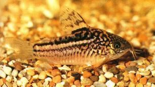 Elegant corydoras Elegant Cory Corydoras elegans colorful tropical fish pictures