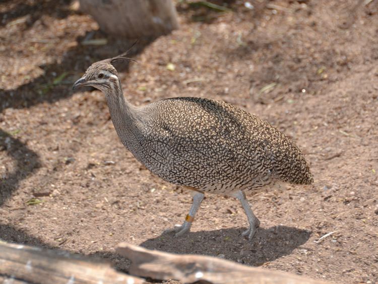 Elegant crested tinamou The Online Zoo Elegant Crested Tinamou