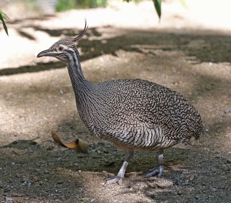 Elegant crested tinamou Pictures and information on Elegant Crested Tinamou