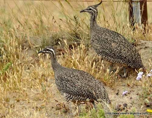 Elegant crested tinamou Elegant CrestedTinamou