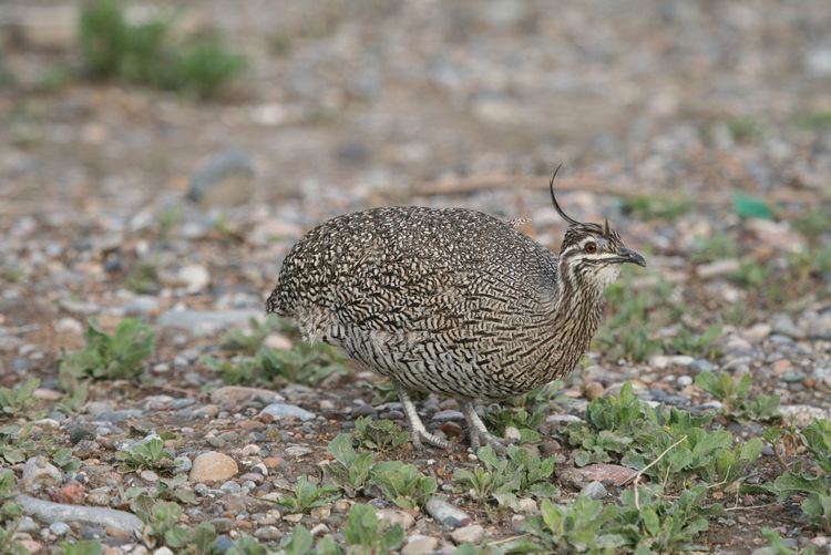 Elegant crested tinamou animalialifeclubdataimageselegantcrestedtin