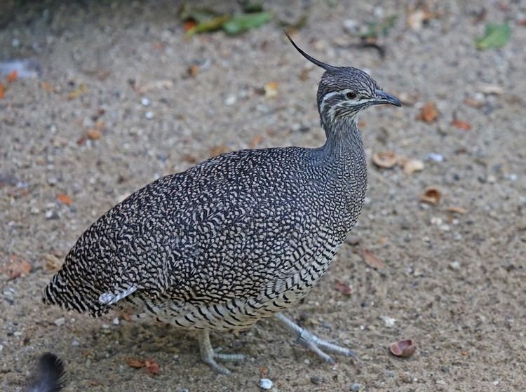 Elegant crested tinamou Pictures and information on Elegant Crested Tinamou