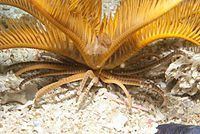 Elegant feather star Elegant feather star Wikipedia