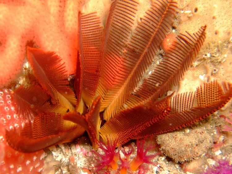 Elegant feather star Eastern Cape Scuba Diving