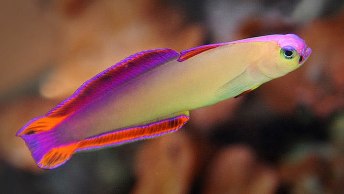 Elegant firefish Purple Firefish A Shy Beauty for the Small Peaceful Aquarium