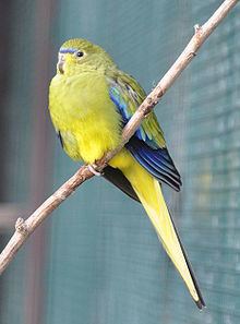 Elegant parrot httpsuploadwikimediaorgwikipediacommonsthu
