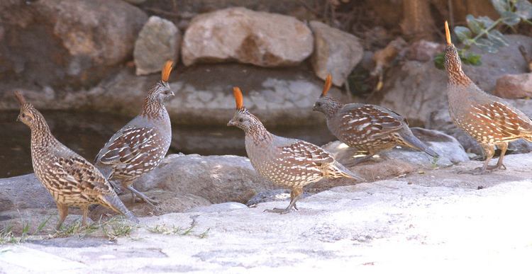 Elegant quail Elegant Quail 2573F Alamos Sonora Mexico jvpowell Flickr