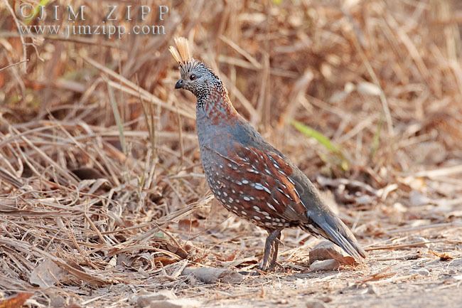 Elegant quail elegant quail Gallery