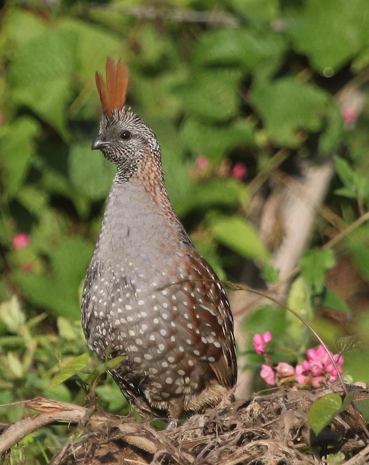 Elegant quail BirdsEye Photography Review Photos