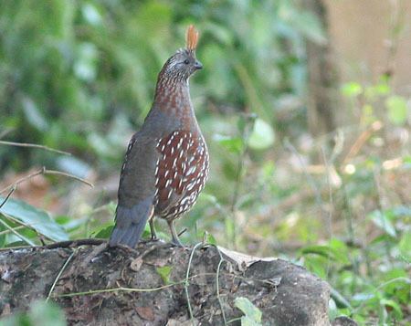 Elegant quail Surfbirds Online Photo Gallery Search Results