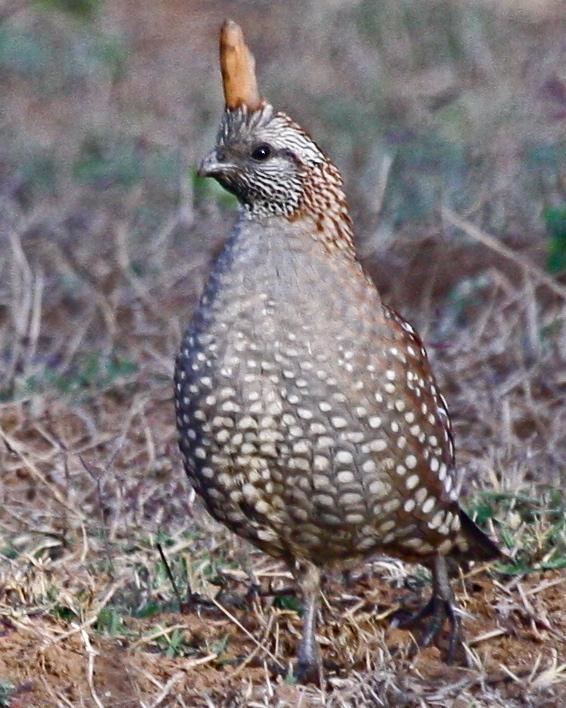 Elegant quail BirdsEye Photography Review Photos