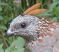 Elegant quail wwwnytimescomimages20111111science11sawma