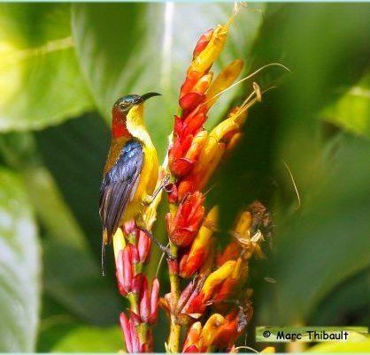 Elegant sunbird Our Beautiful World Elegant Sunbird Paradissolfugl Aethopyga