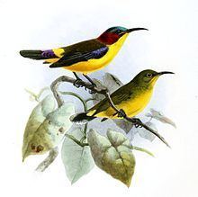 Elegant sunbird httpsuploadwikimediaorgwikipediacommonsthu