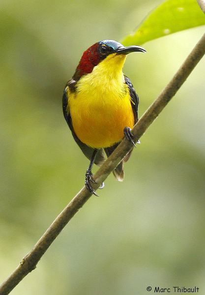 Elegant sunbird Oriental Bird Club Image Database Photographers