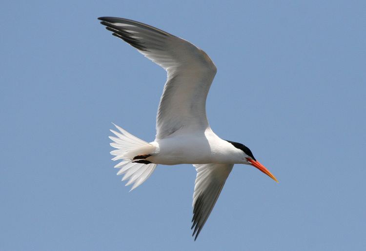 Elegant tern Elegant Tern Sterna elegans